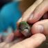 Hummingbird Festival
